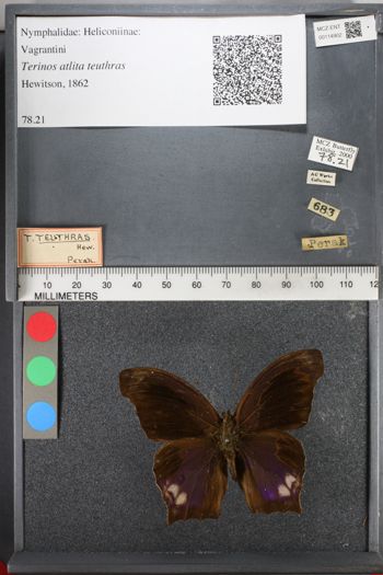 Media type: image;   Entomology 114902